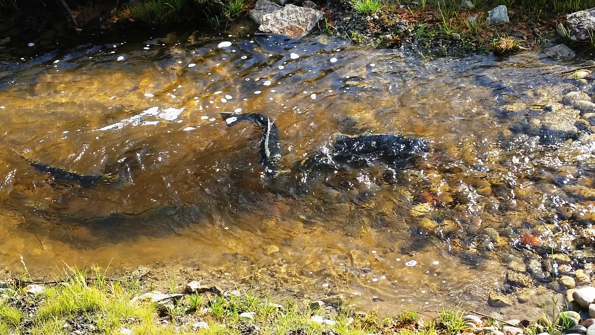 Chinook salmon are shown swimming over the gravel bottom of Williams Creek in autumn 2015, the result of a dam removal and stream restoration project.
