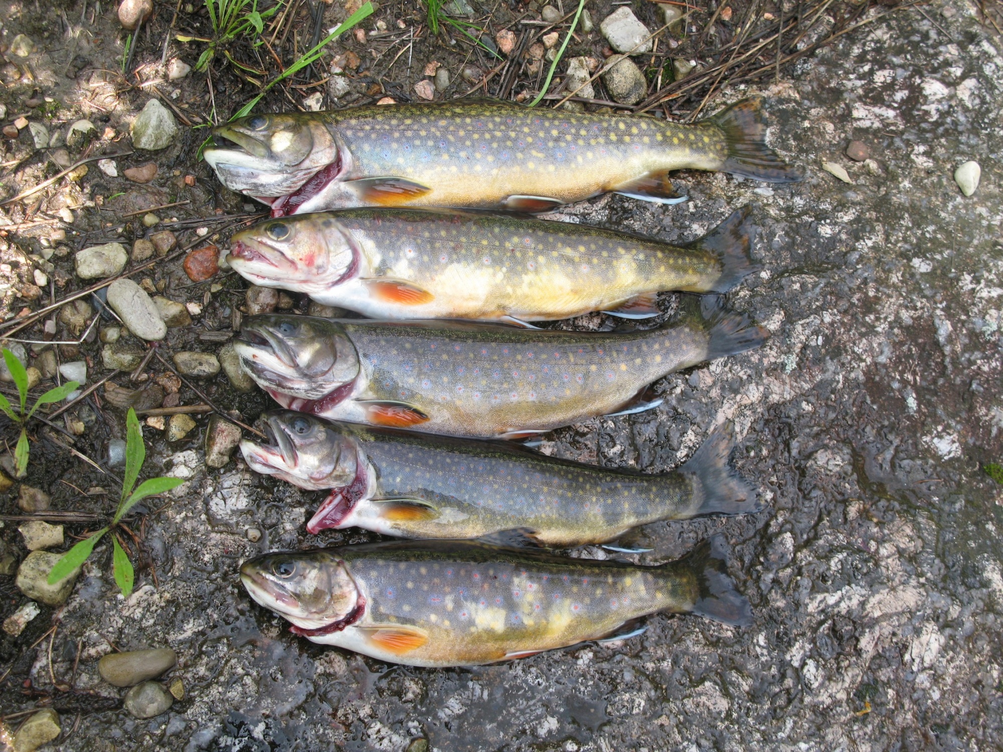 A spring brook trout catch from the Upper Peninsula.
