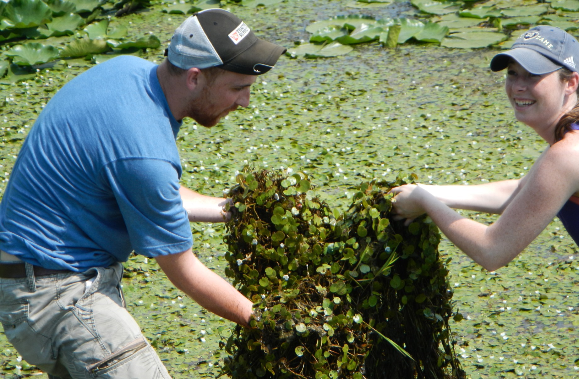 Workers remove the green, leafy European frogbit from a pond.