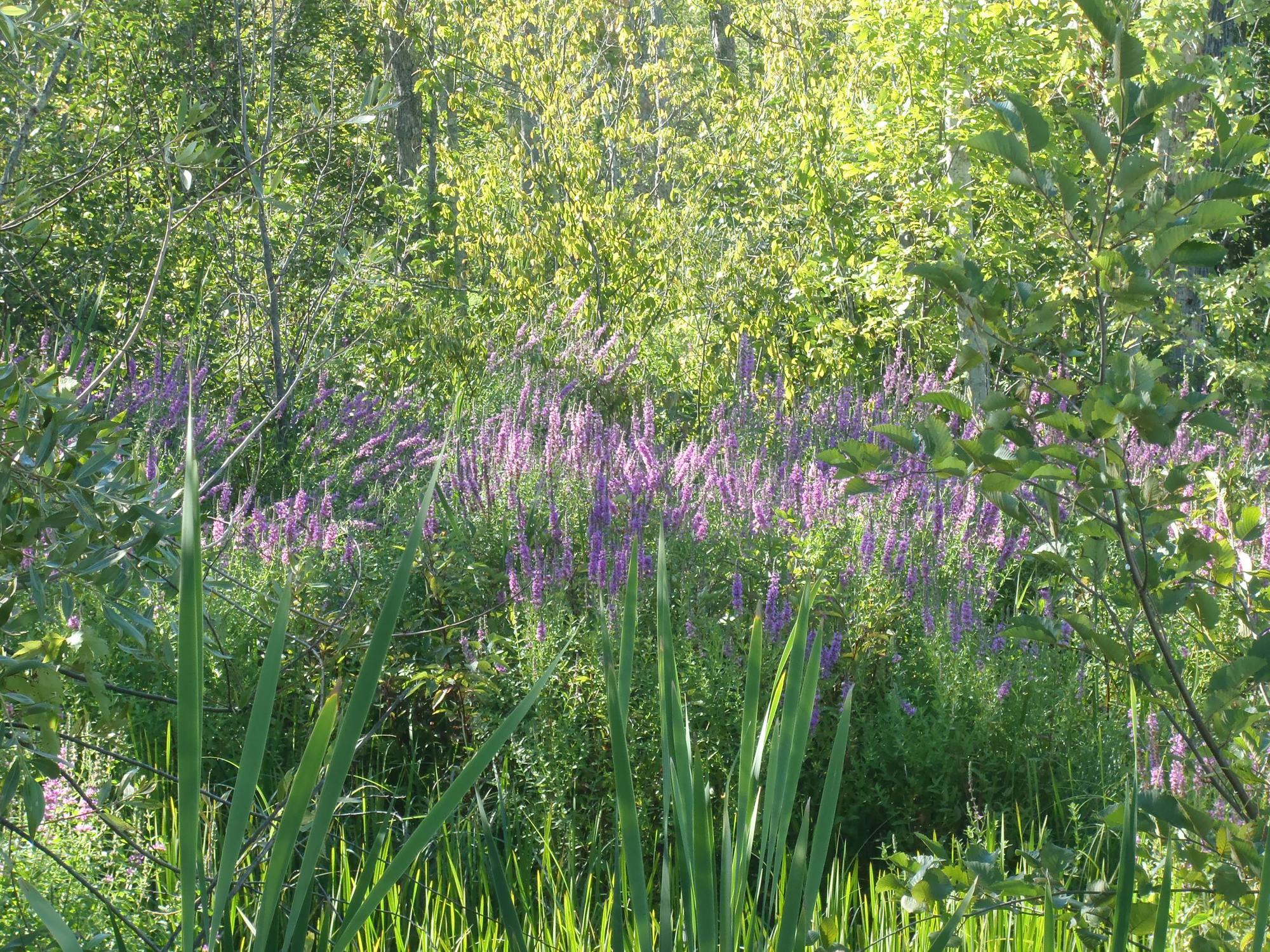 Purple loosestrife is an attractive wetland plant, but it is also an invasive species that spreads quickly and can dominate native species.