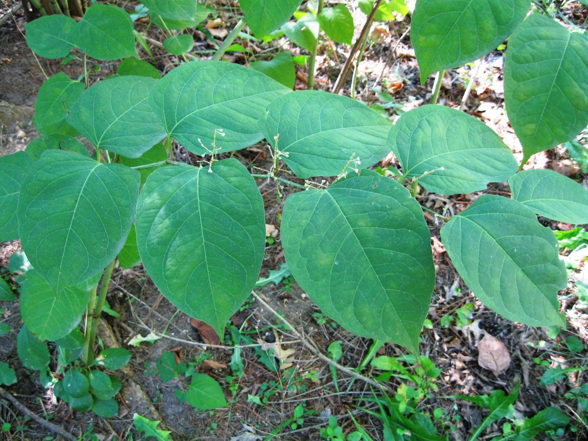 Large, green leaves of the Japanese knotweed plant are shown. This invasive shrub is prohibited in several states, including Michigan.