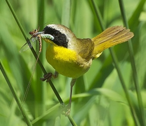 common yellowthroat
