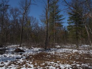 View on Roscommon County land parcel offered at auction