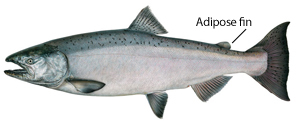 Adipose fin on Chinook salmon