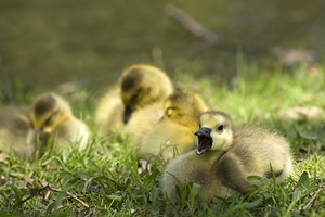 goslings