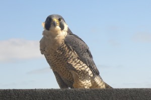 peregrine falcon