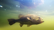 Smallmouth bass underwater