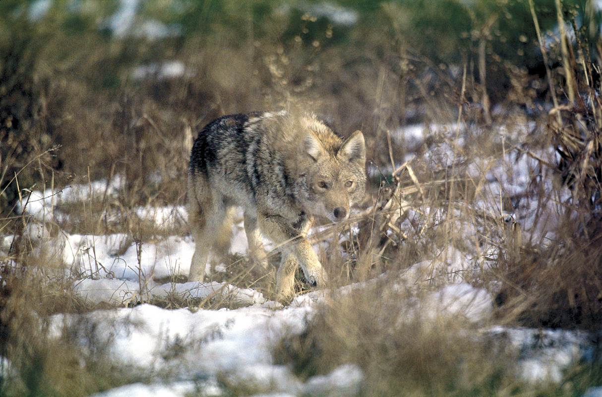 Coyotes have a life span of 6 to 8 years and they maintain a home range in urban settings of 2 to 5 square miles.
