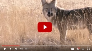 coyote video thumbnail