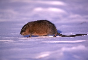 muskrat