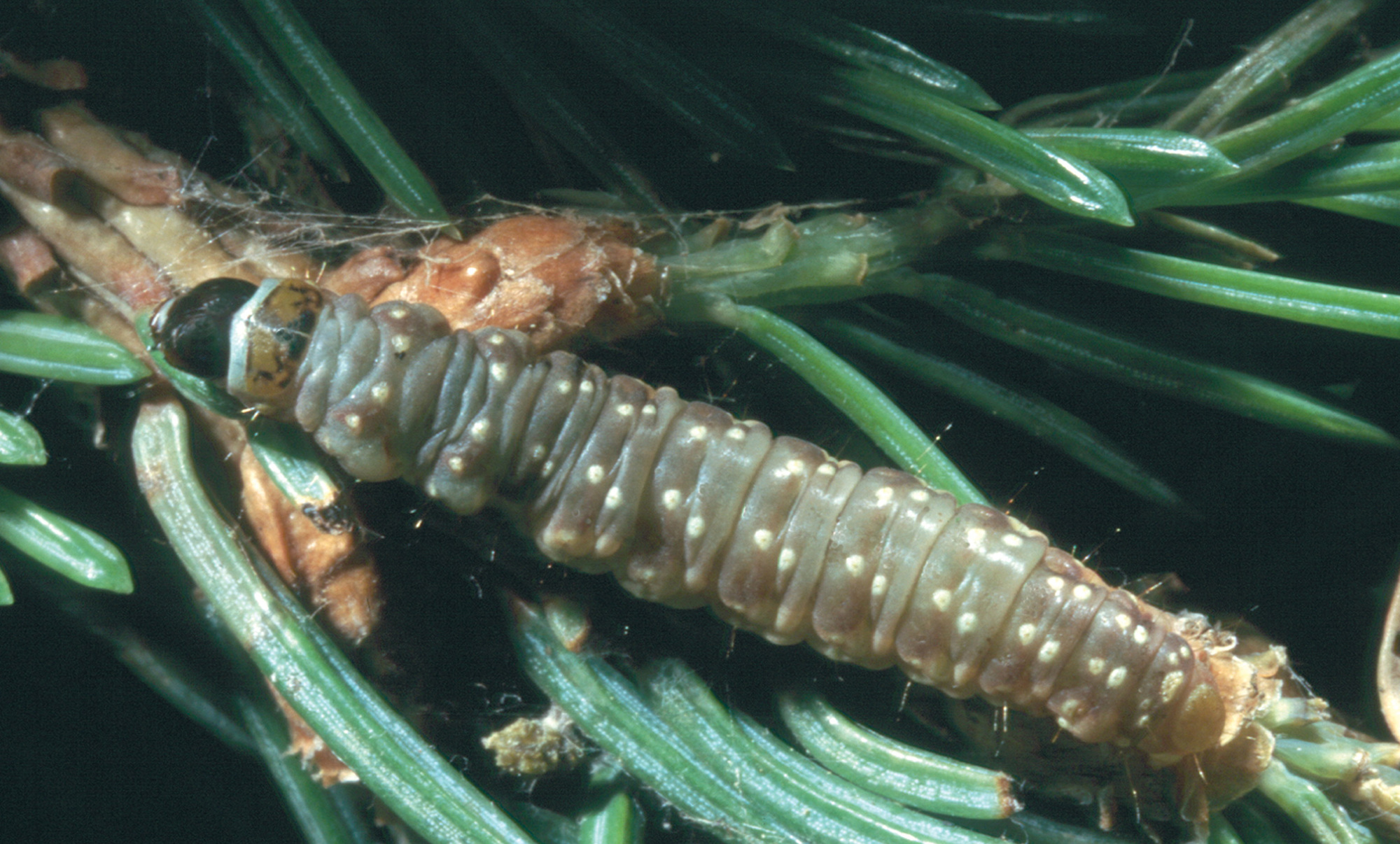 Spruce budworm caterpillars, like the one shown here, feed on new growth of balsam fir and spruce trees, causing defoliation.