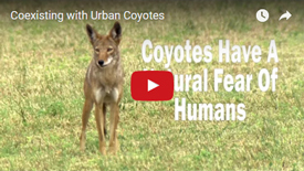 Coexisting with Urban Coyotes Video Player Thumbnail Image