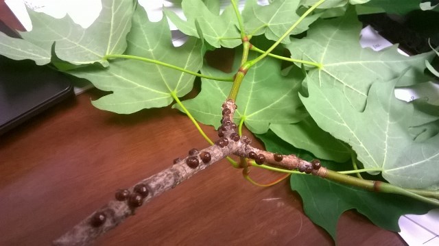 Lecanium scales on an oak branch