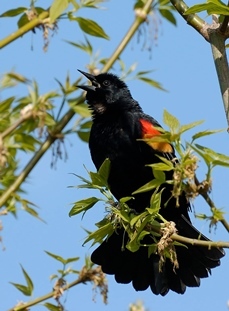 red-winged blackbird perched on tree branch