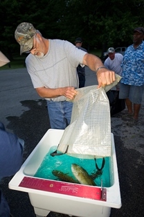 man empties caught bass into a tub for weigh-in