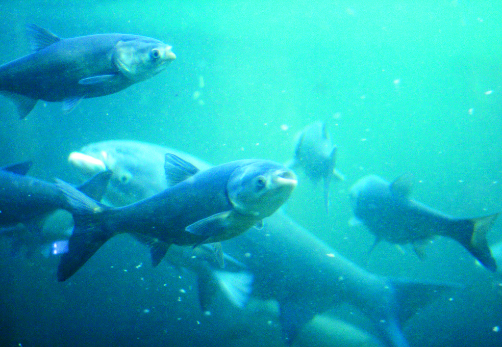 An underwater photo of a group of invasive carp.