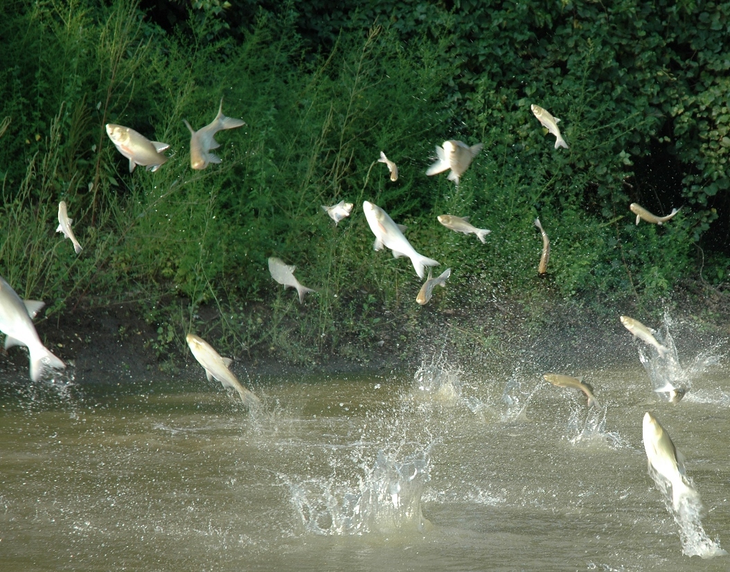 Silver carp, one species of invasive carp, are pictured leaping out of the water after being disturbed by a passing boat. 