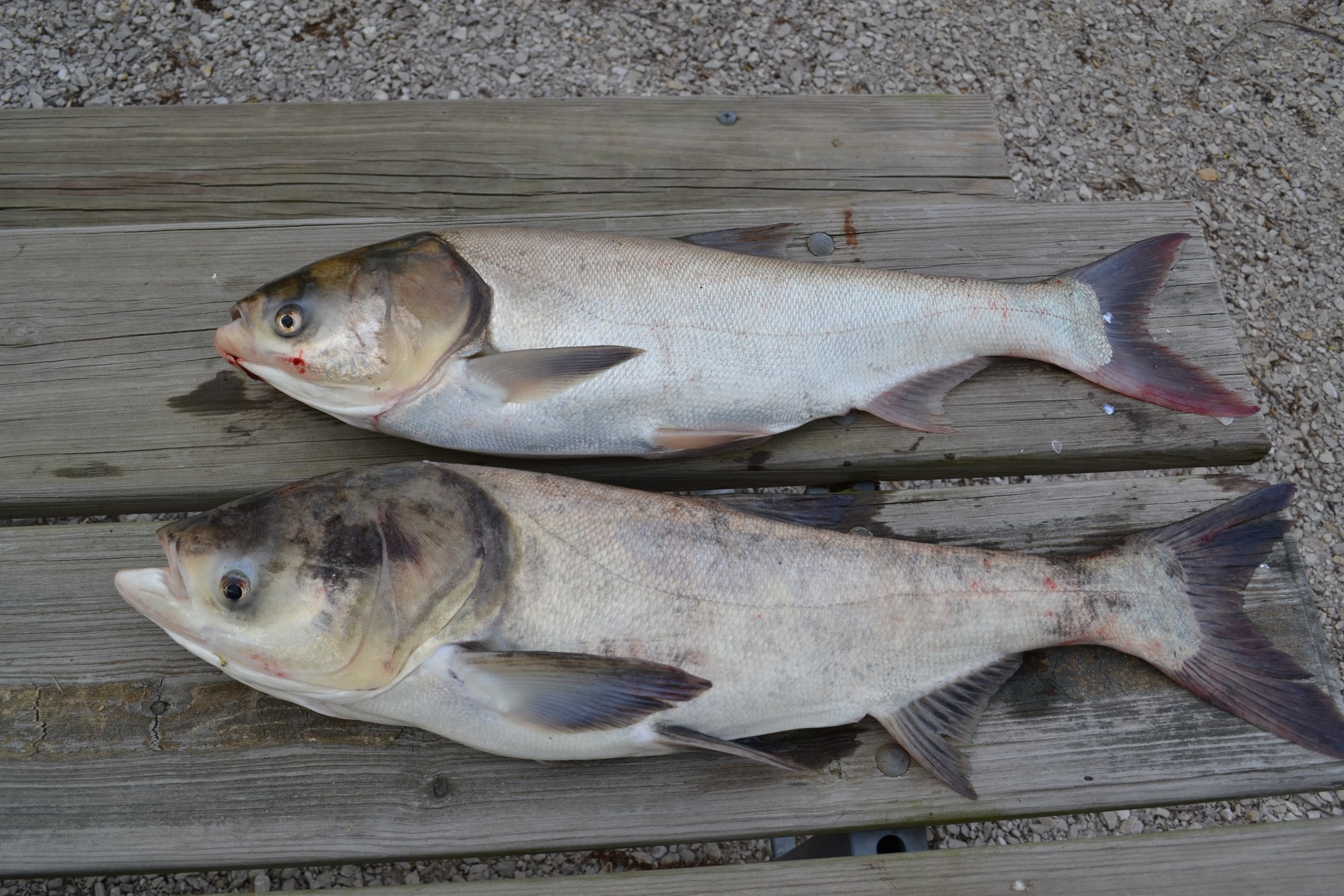 A bighead carp, bottom, and a silver carp are pictured. These two invasive carp species are of the biggest concern.