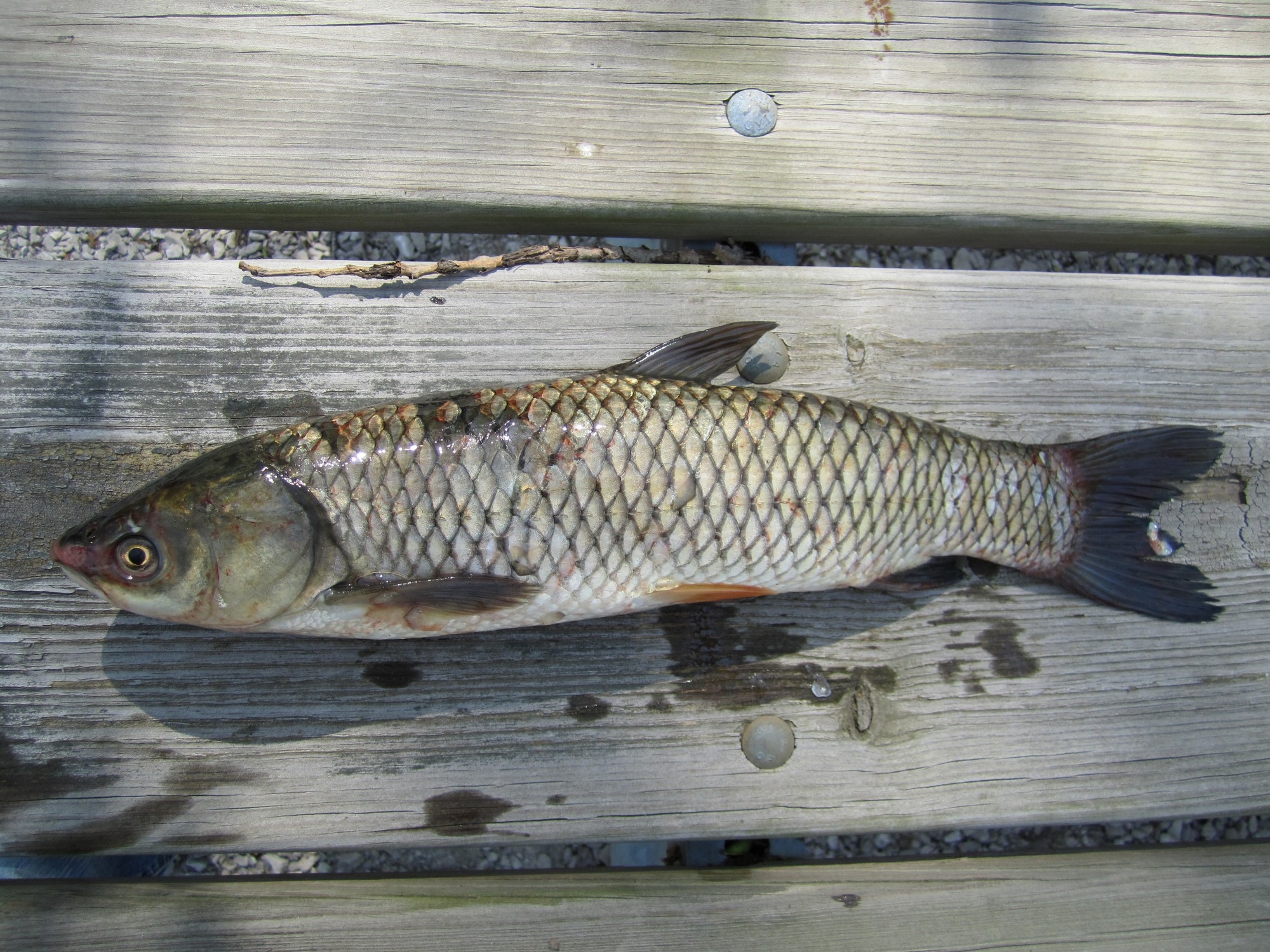 Grass carp, an invasive species, can grow to be more than 5 feet long and weigh more than 80 pounds. 