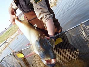 Muskellunge caught by DNR on Lake Hudson