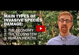 thumbnail view of video outlining the basics of Michigan invasive species
