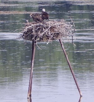 Osprey chick on nesting platform