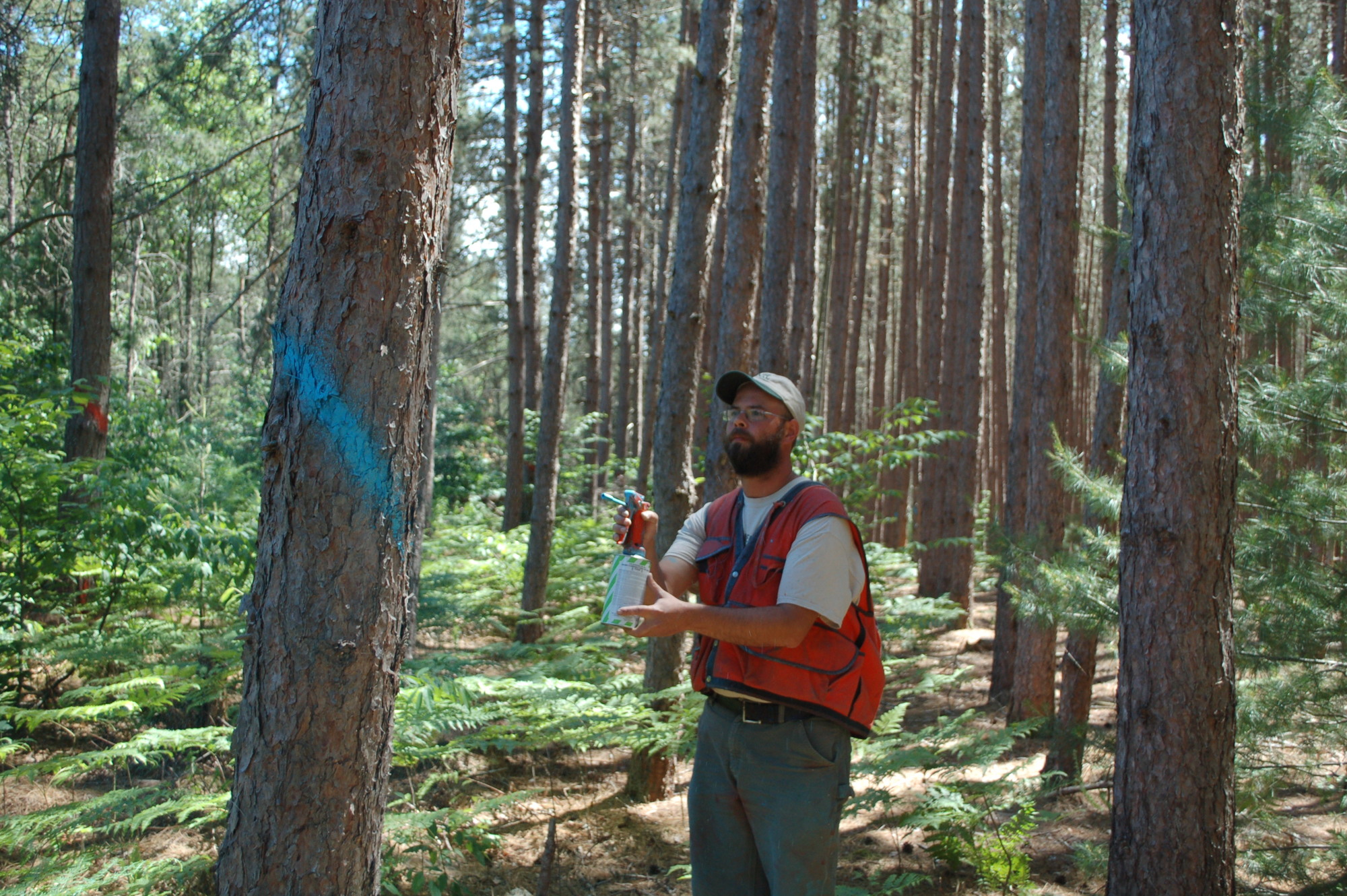 Michigan Department of Natural Resources forester Andrew Hallfrisch, of the Cadillac DNR office, marks trees for an upcoming timber cut on national fo
