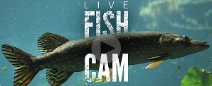 Wolf Lake Fish Cam video still frame