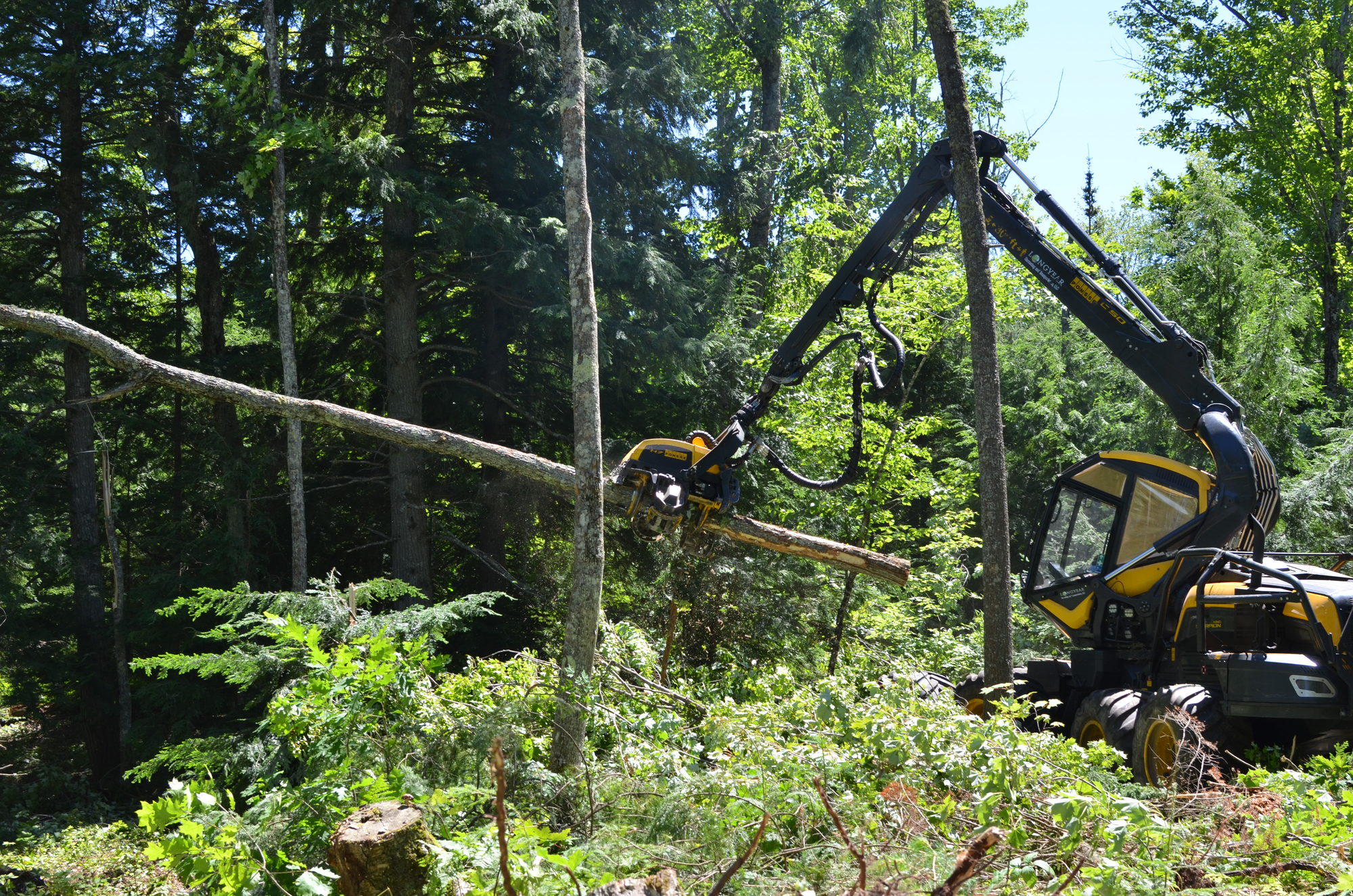 Loggers from J.M. Longyear LLC work to clear hazards at the Emily Lake State Forest Campground in Houghton County.