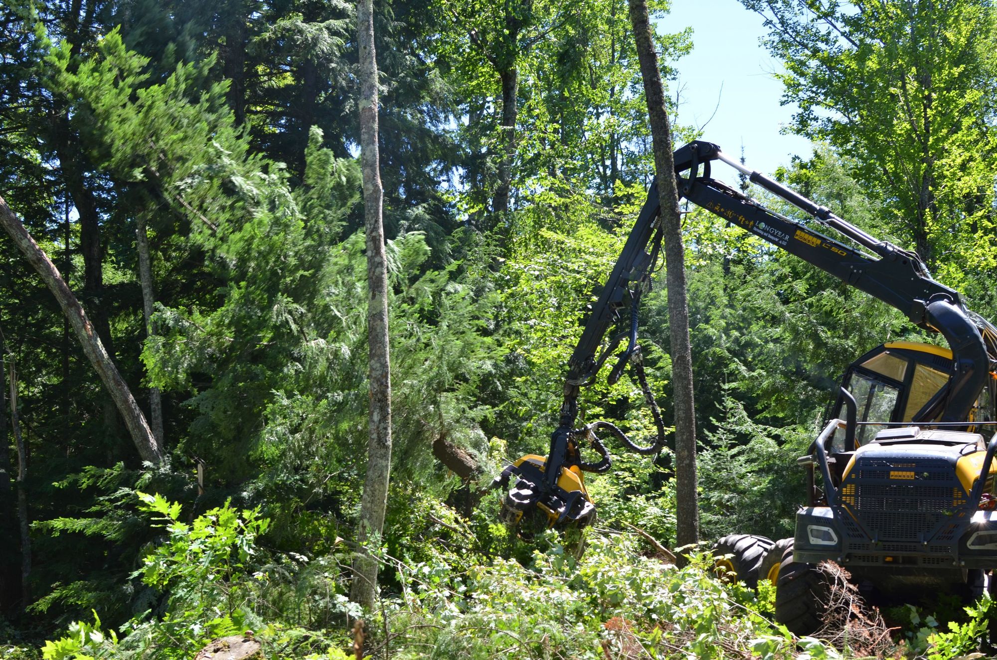 Loggers from J.M. Longyear LLC in Marquette work to remove trees from the Emily Lake State Forest Campground in Houghton County.