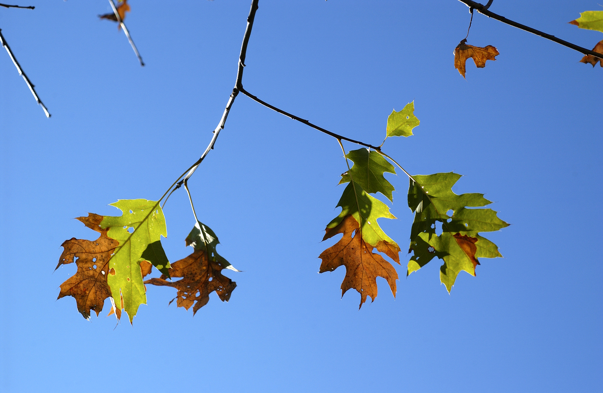 Leaves affected by oak wilt 