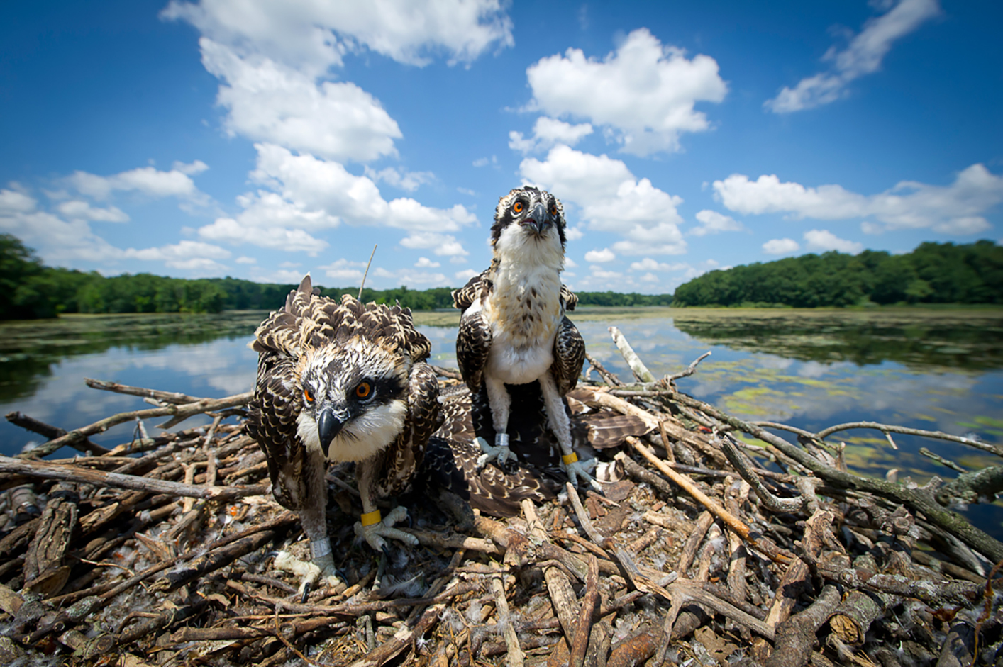 Michigan’s osprey population, once threatened, is making a comeback with support from the Nongame Wildlife Fund.