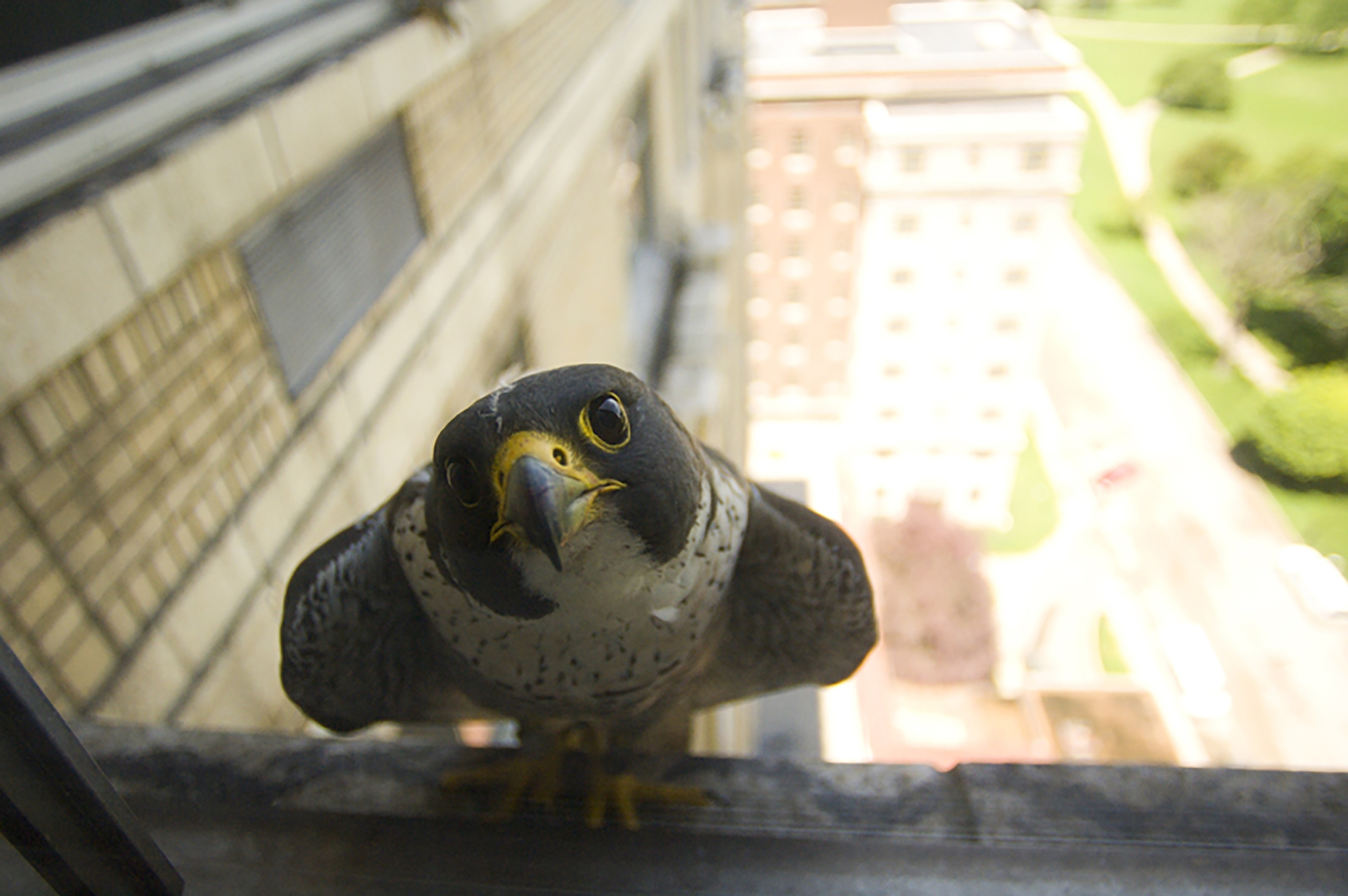 Peregrine falcons, which had been virtually eradicated from eastern North America at one time, today are successfully nesting atop skyscrapers.