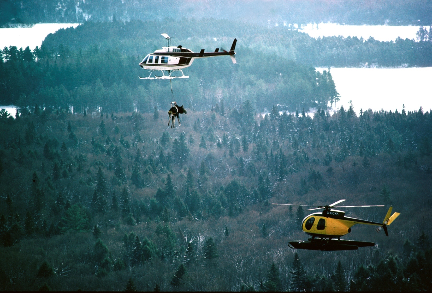 In an operation known as the “moose lift” in the mid-1980s, the DNR translocated 59 moose via helicopter from Ontario to the U.P. 