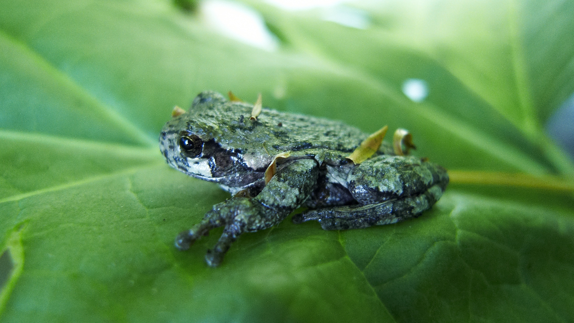 The Michigan DNR and partners monitor Michigan's reptiles and amphibians like this gray tree frog.
