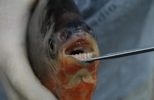 close-up view of a red-bellied pacu's open mouth with teeth