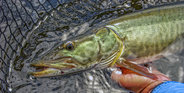 Muskie, muskellunge in a net