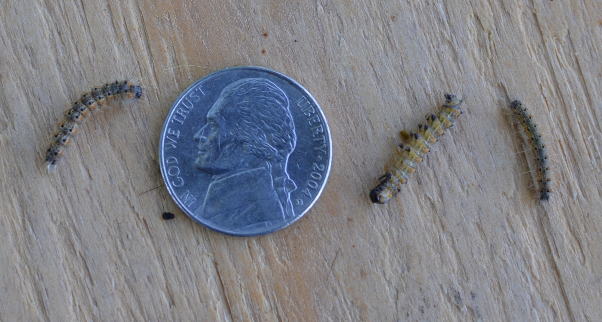 Fall webworms are native species to Michigan. An outbreak of the worms has been reported in several parts of the Upper Peninsula this year.