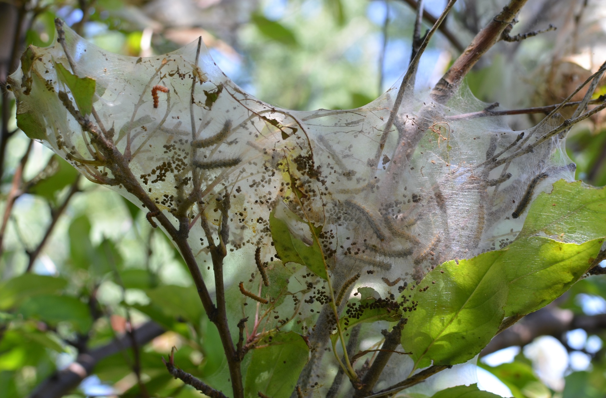 A fall webworm webbing over leaves with worms present.