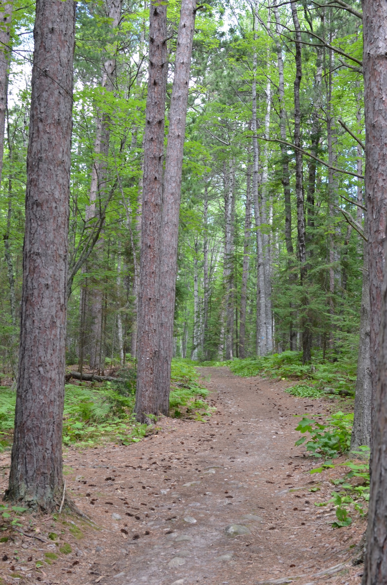 A trail winds through the red pines at the Little Presque Isle tract northwest of Marquette, in Marquette County.