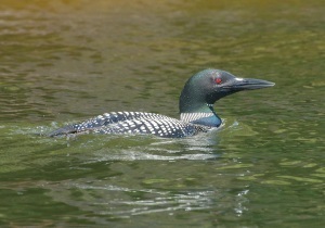 common loon