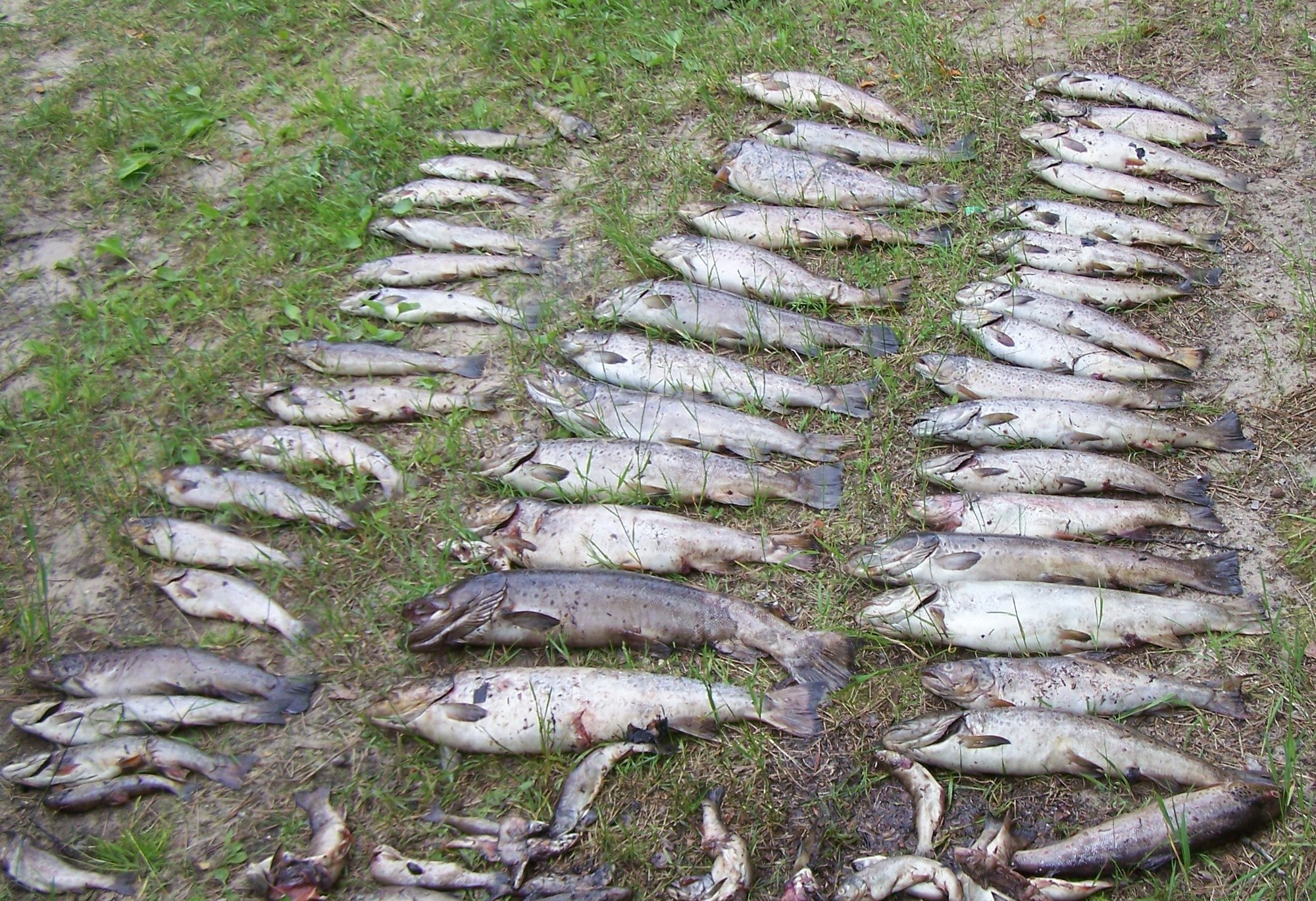 Forty trout over 12 inches and 18 fish over 15 inches, part of the fish kill downstream of the dam on the Pigeon River in June 2008.