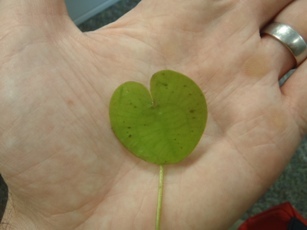 Closeup view of a European frogbit leaf in someone's palm