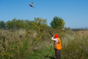 female hunter aims gun at flying pheasant