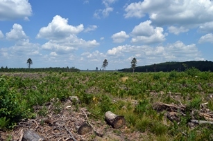 view of a replanted forest area near Grayling