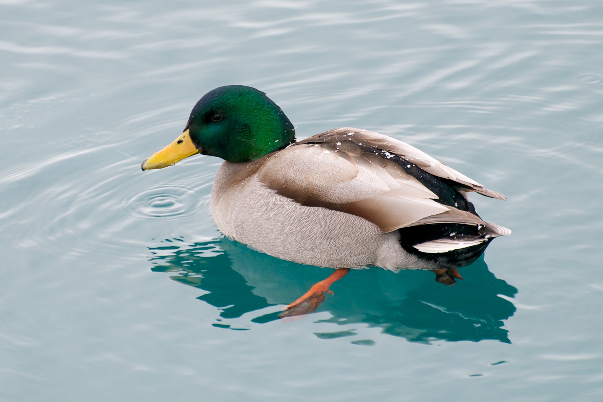 A healthy male mallard is shown. Mallards are dabbling, non-diving ducks.