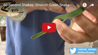 Watch The Smooth Green Snake Video