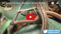 Watch the Northern Brown Snake Video