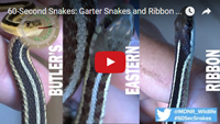 Watch the Garter Snake and Ribbon Snake Video