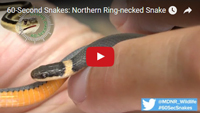 Watch the ring-necked snake video. 